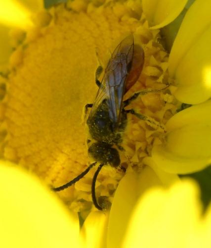 Réf. 226 504 : Sphecodes sp.